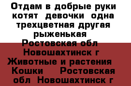 Отдам в добрые руки котят (девочки) одна трехцветная другая рыженькая - Ростовская обл., Новошахтинск г. Животные и растения » Кошки   . Ростовская обл.,Новошахтинск г.